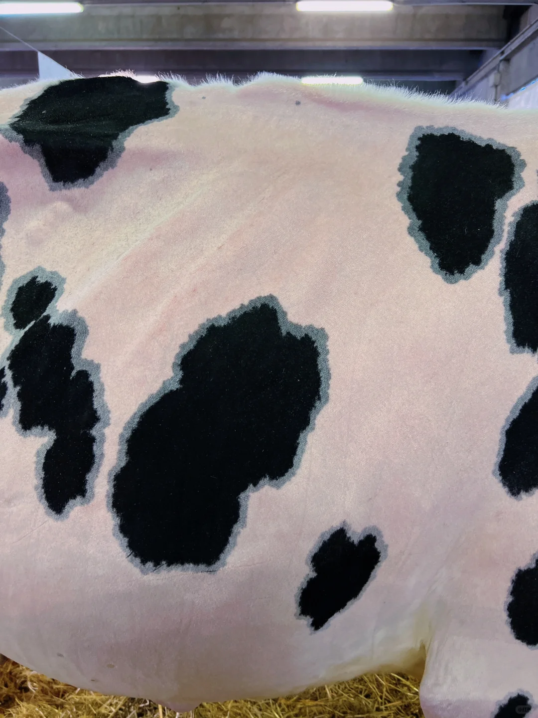 卡尔马尼奥拉??第561届春季博览会?(二)