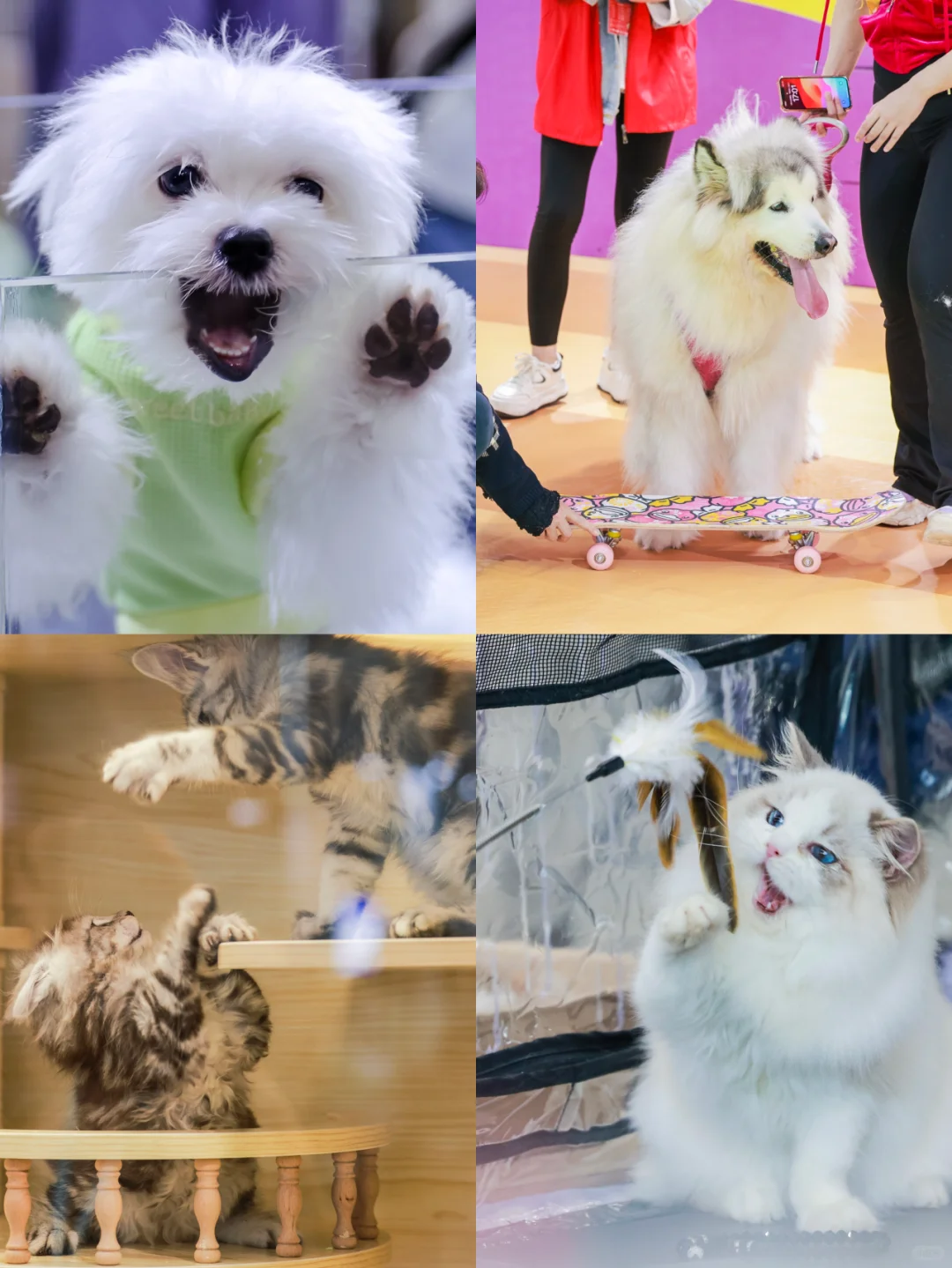 疯了疯了！13届深宠展来了！不去后悔一整年