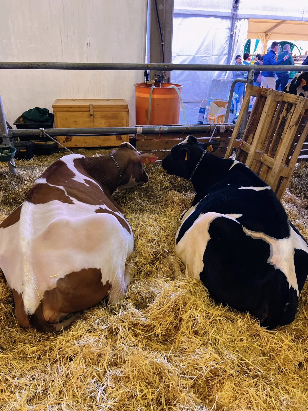 卡尔马尼奥拉??第561届春季博览会?(一)