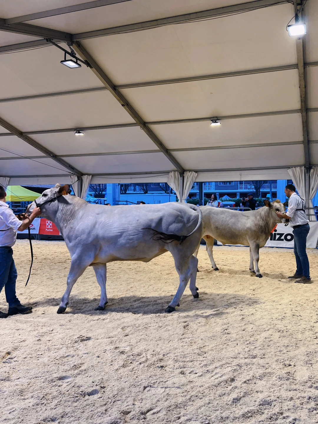 卡尔马尼奥拉??第561届春季博览会?(二)