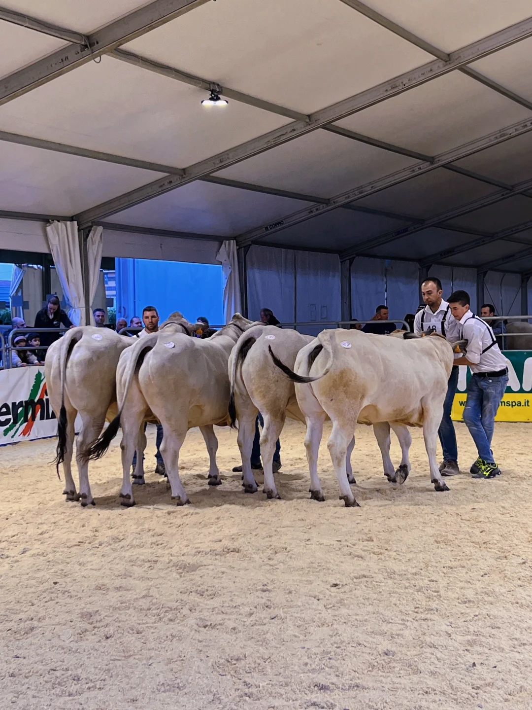 卡尔马尼奥拉??第561届春季博览会?(一)