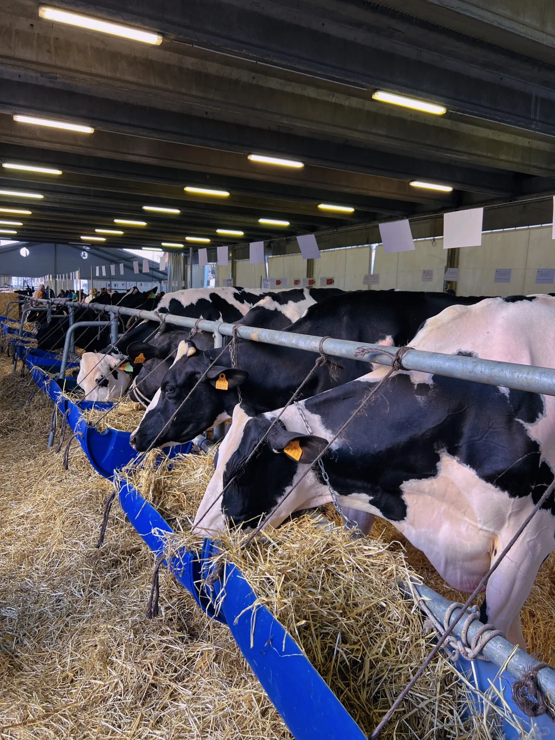 卡尔马尼奥拉??第561届春季博览会?(一)