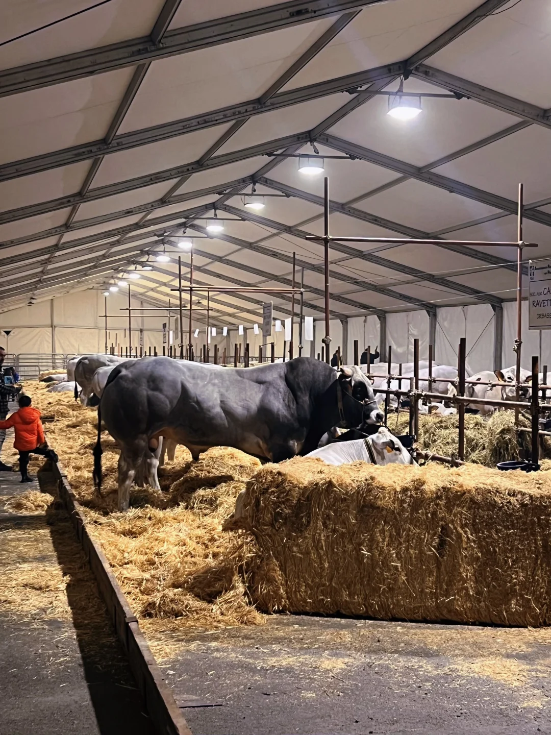 卡尔马尼奥拉??第561届春季博览会?(一)