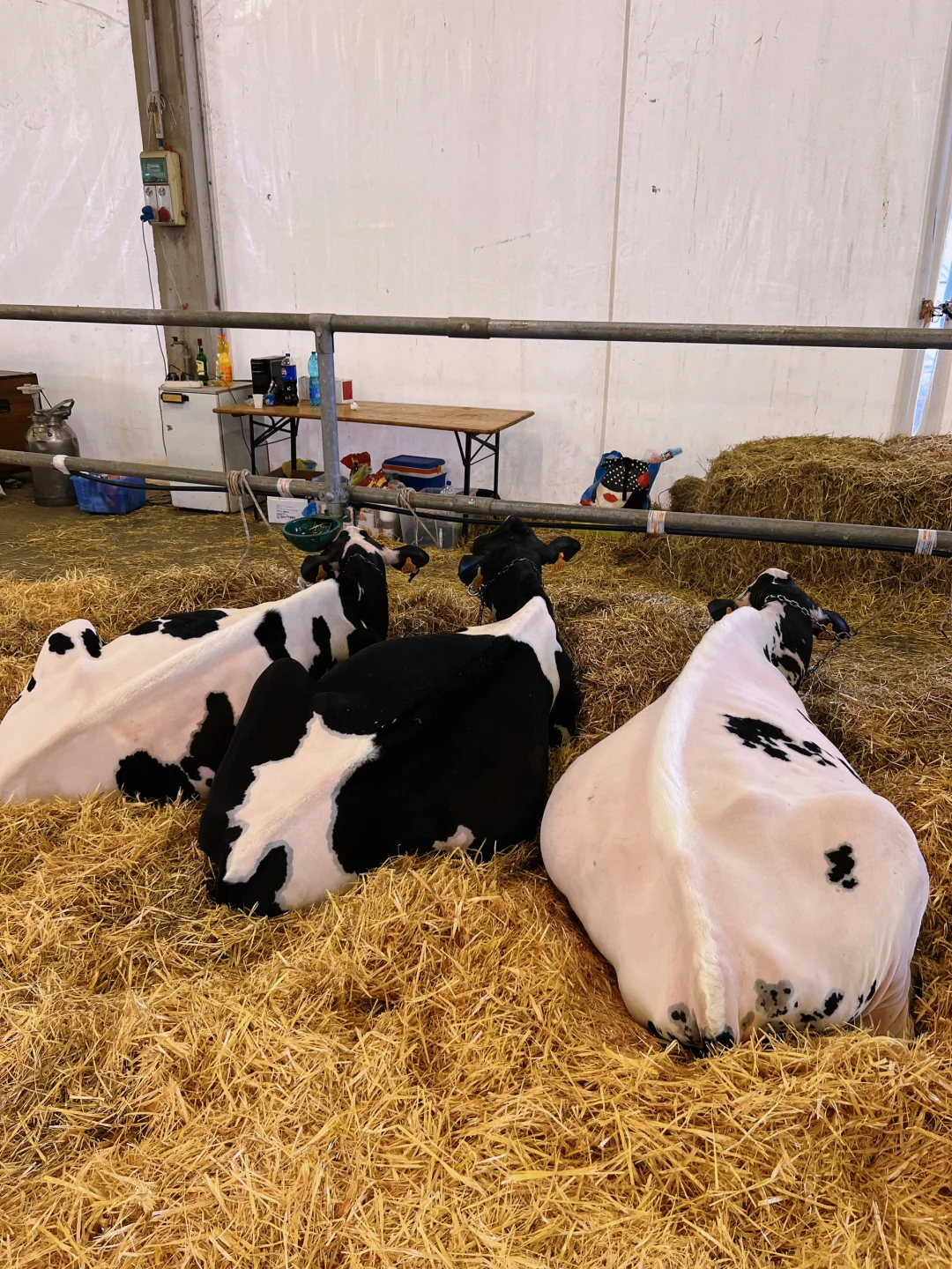 卡尔马尼奥拉??第561届春季博览会?(二)