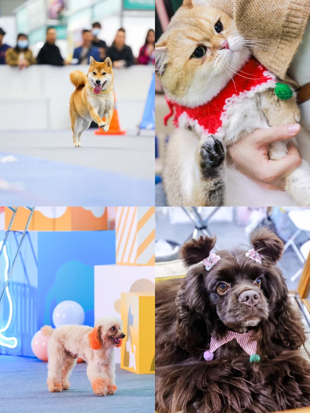 疯了疯了！13届深宠展来了！不去后悔一整年