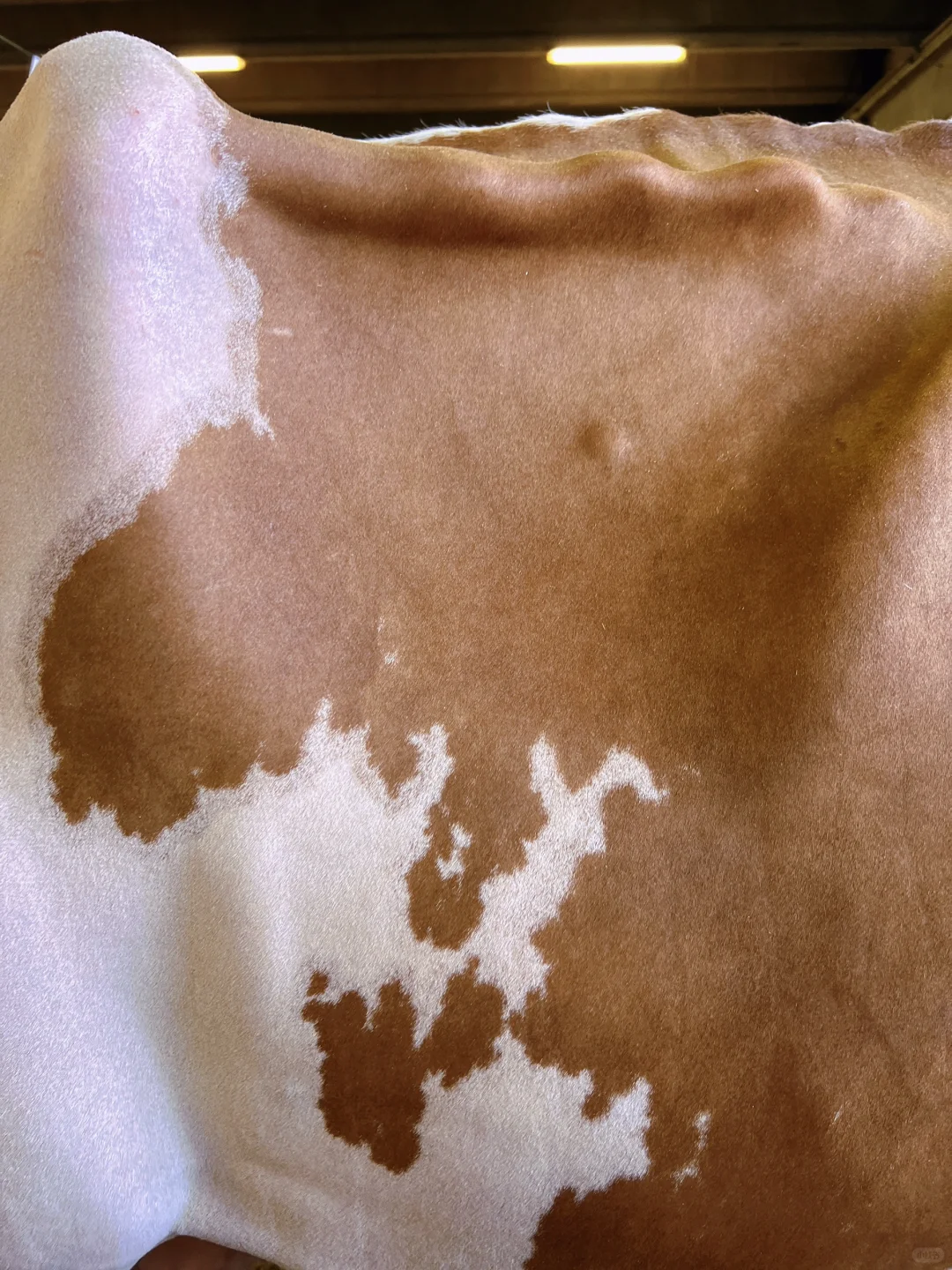 卡尔马尼奥拉??第561届春季博览会?(一)