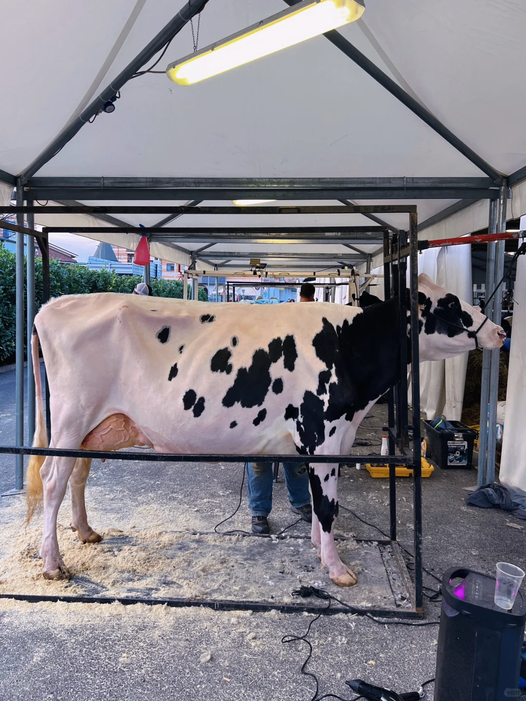 卡尔马尼奥拉??第561届春季博览会?(二)