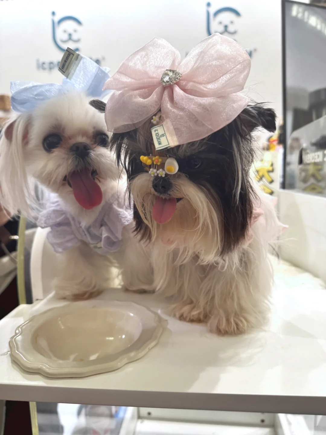 去了趟京宠展，有好多想吐槽的。