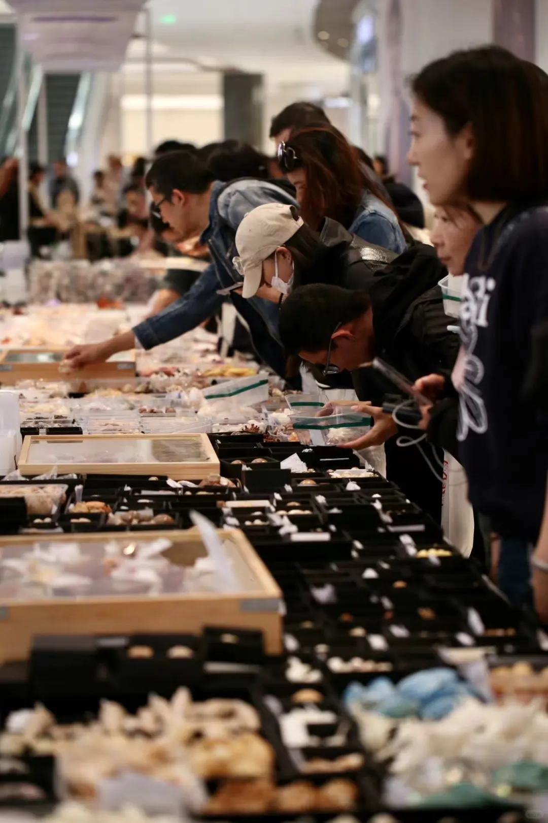 三月郑州贝壳展，看什么，玩什么？