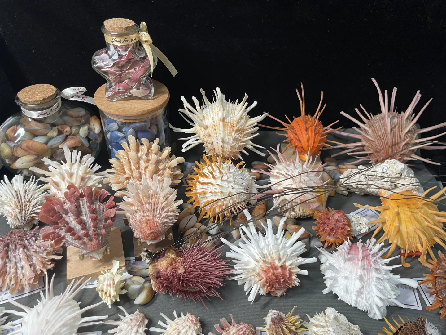 三月郑州贝壳展，看什么，玩什么？