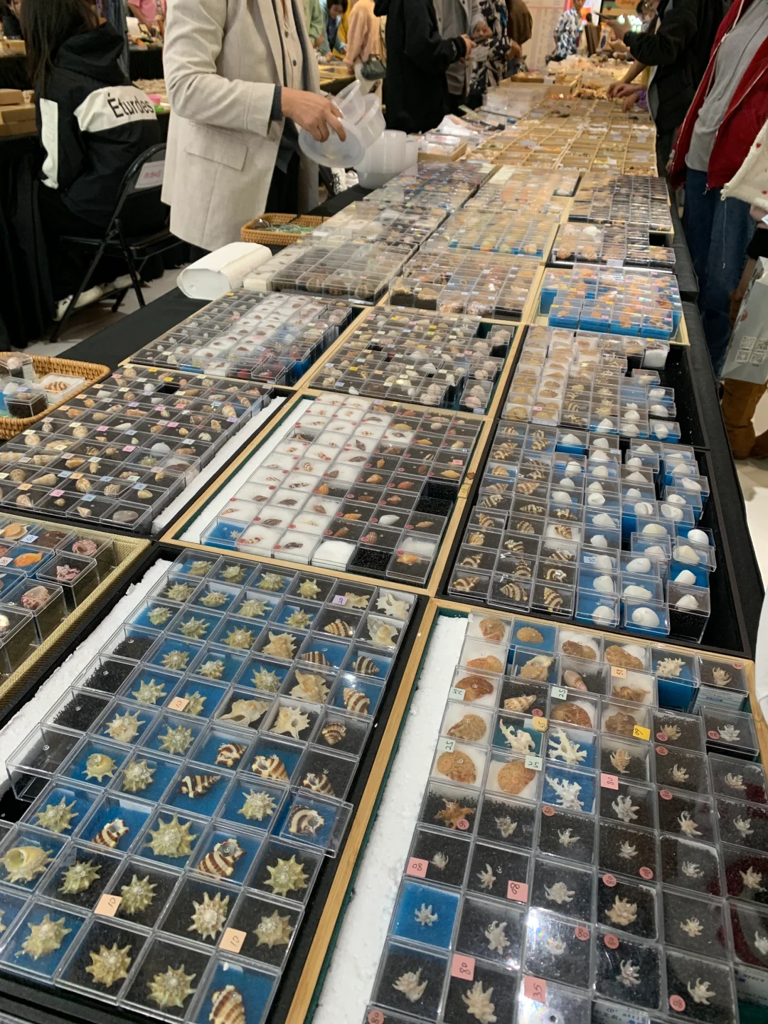 三月郑州贝壳展，看什么，玩什么？