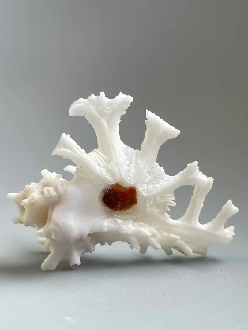 三月郑州贝壳展，攻略来了