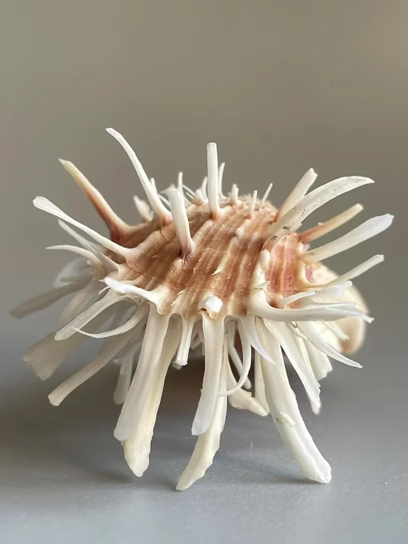 三月郑州贝壳展，攻略来了