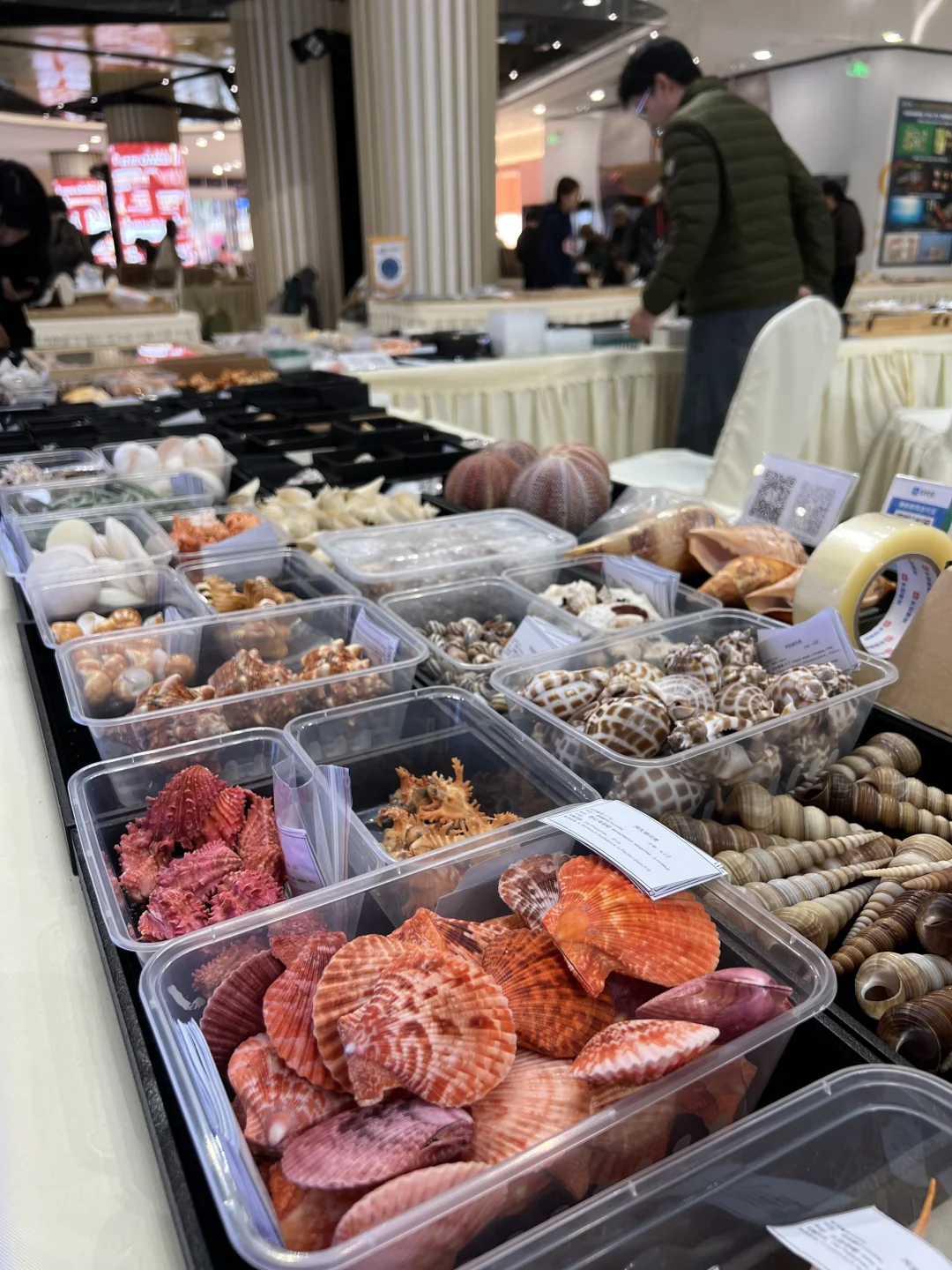 三月郑州贝壳展，看什么，玩什么？