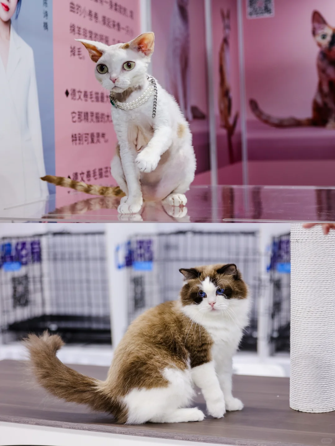 2025深圳宠物展攻略已做好!赶紧抄作业