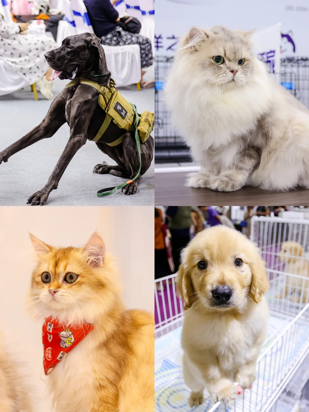 2025深圳宠物展攻略已做好!赶紧抄作业