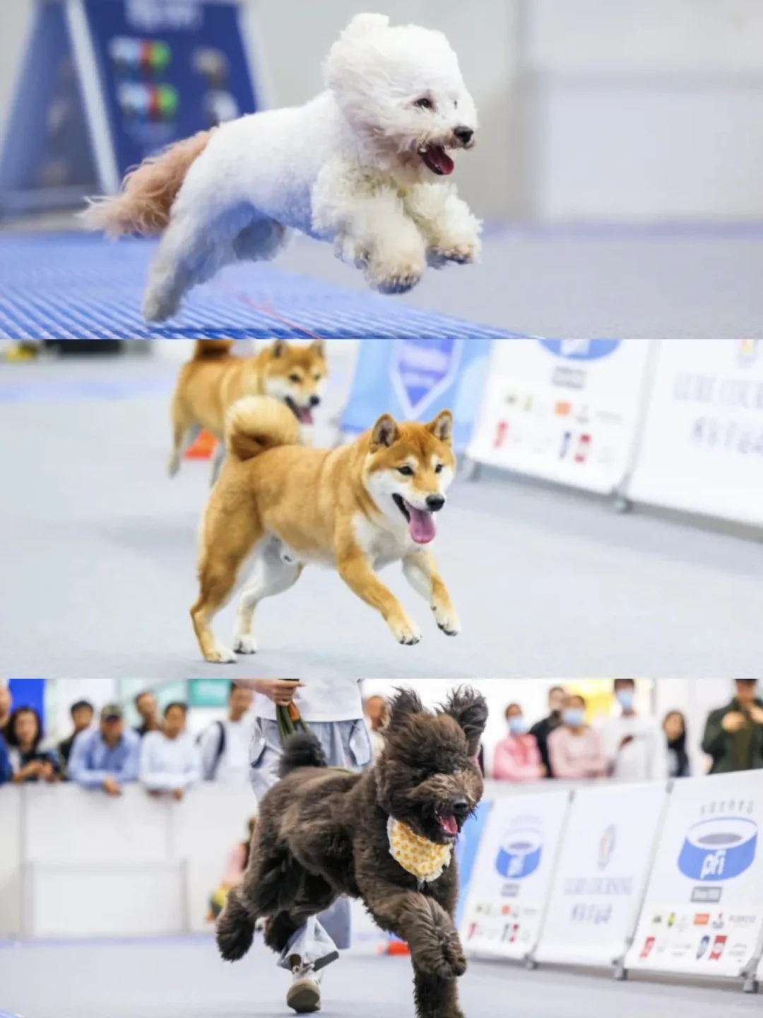 2025深圳宠物展攻略已做好!赶紧抄作业