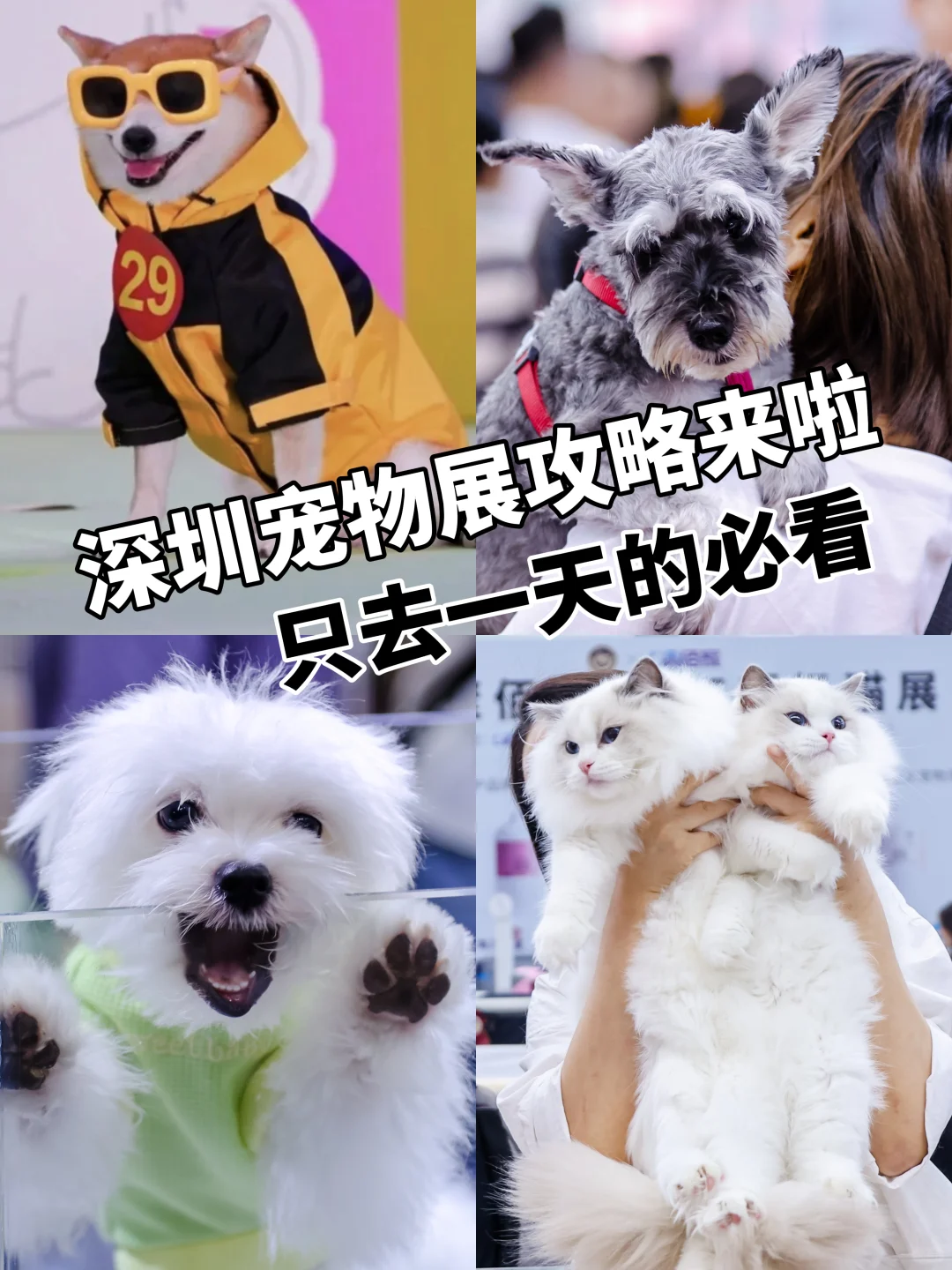 2025深圳宠物展攻略已做好!赶紧抄作业