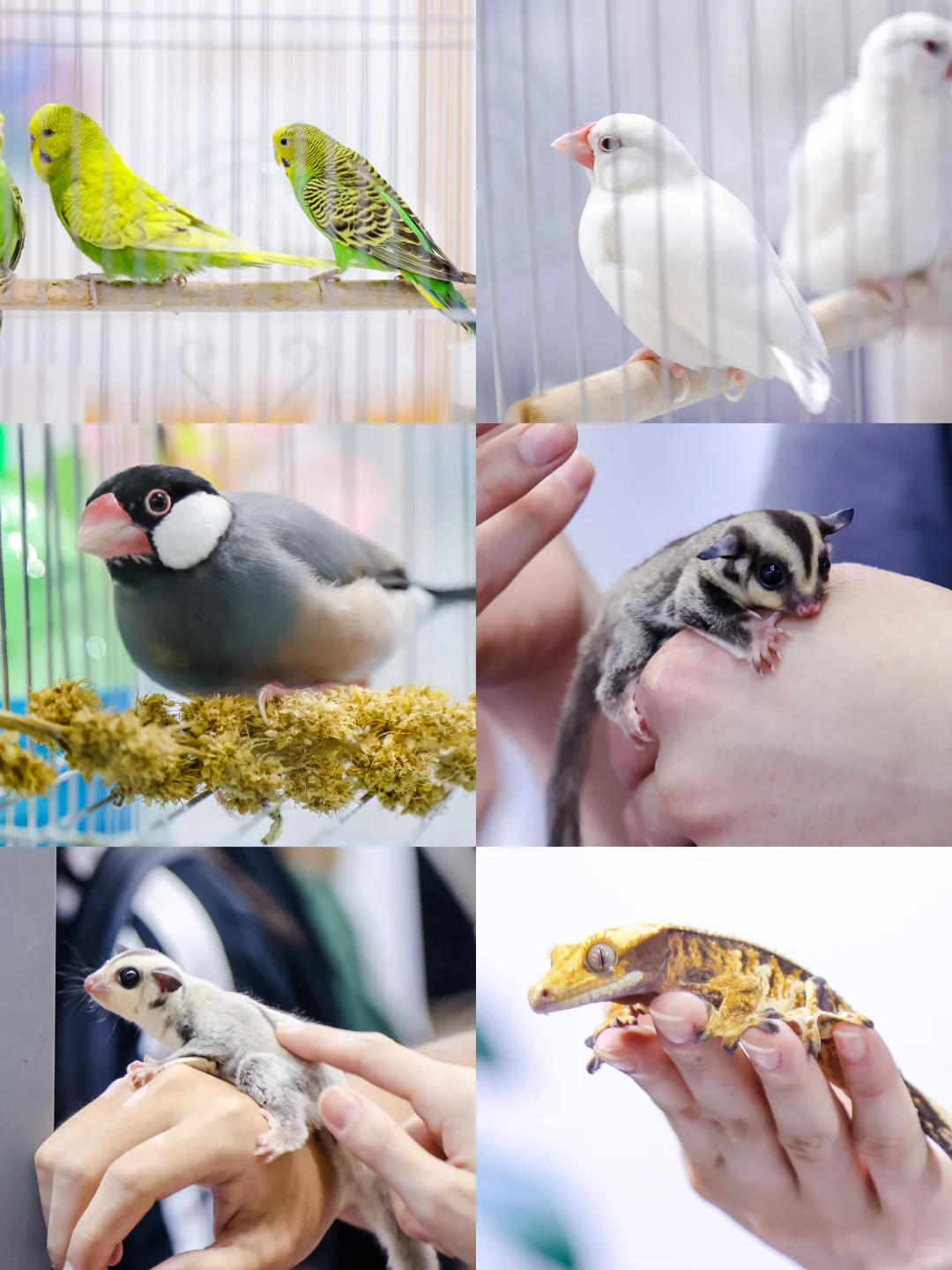 2025深圳宠物展攻略已做好!赶紧抄作业