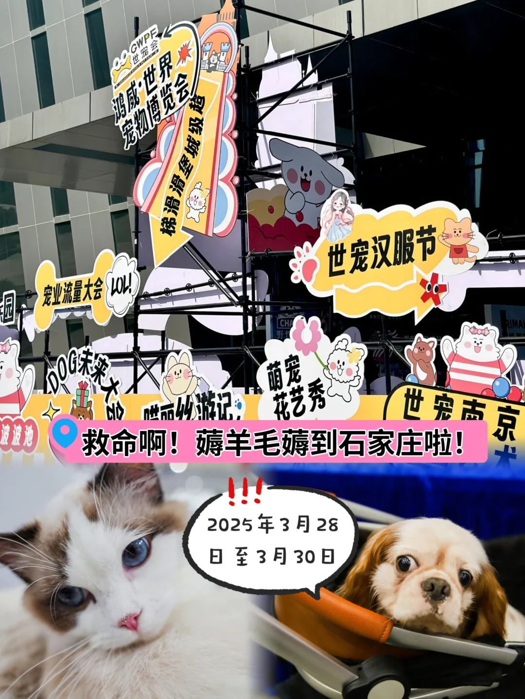 2025石家庄首个宠物展,羊毛薅到你手软?