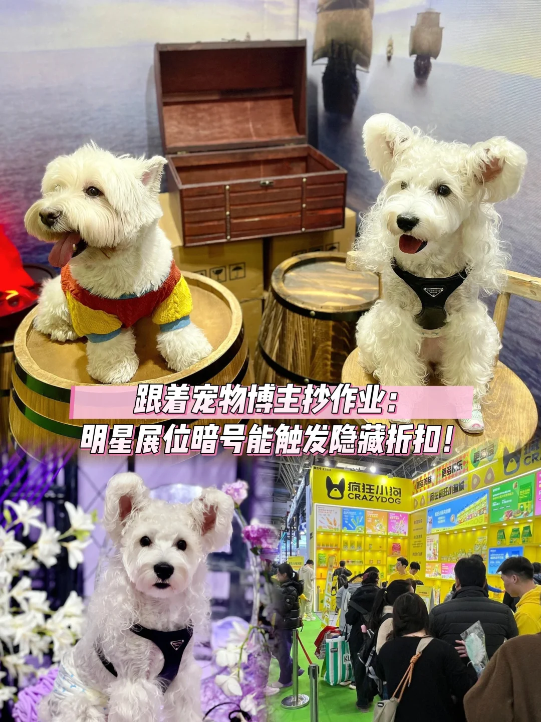 2025石家庄首个宠物展,羊毛薅到你手软?