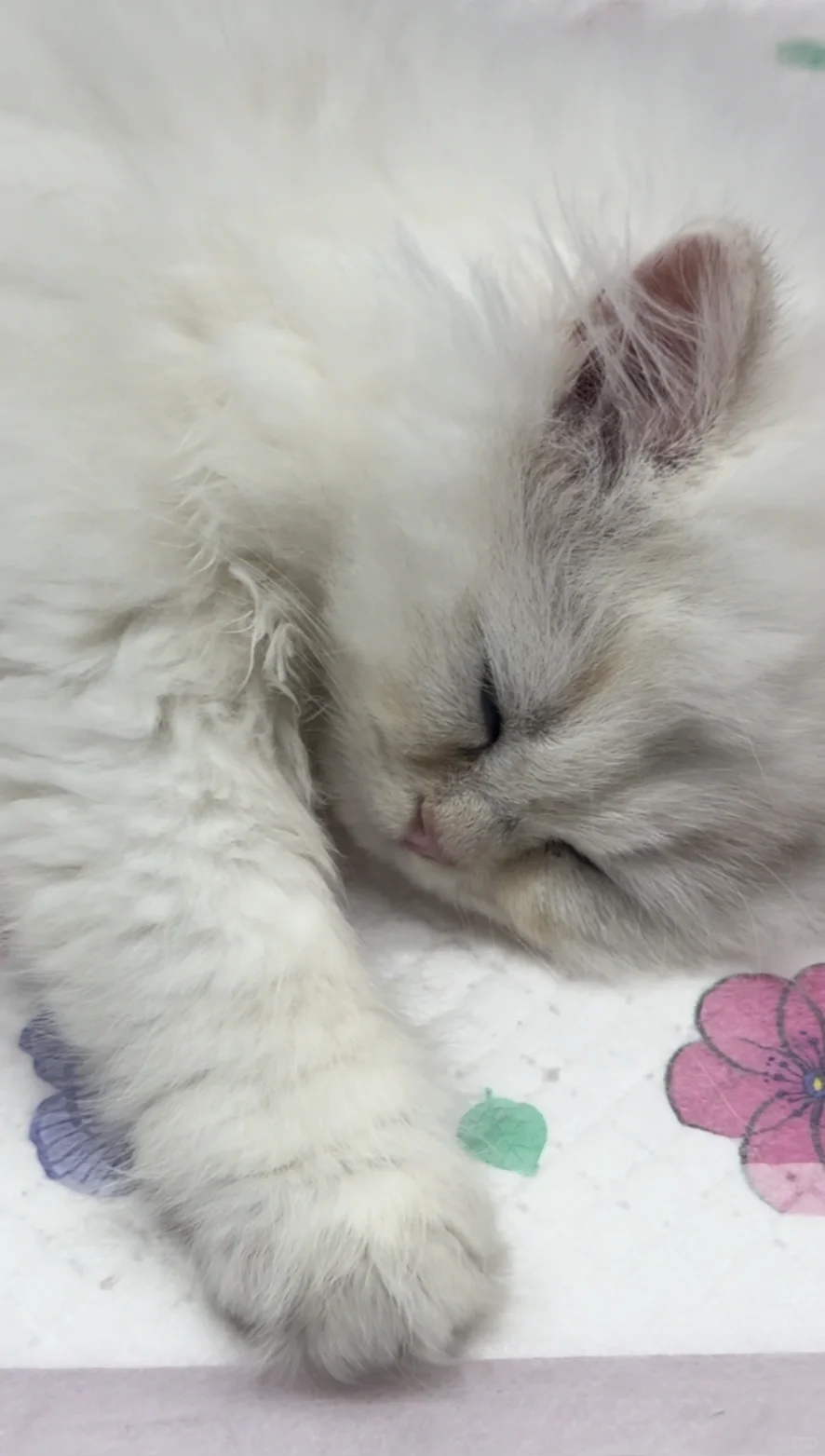 宠物展 ｜ ?暴走8小时总结出的走心攻略