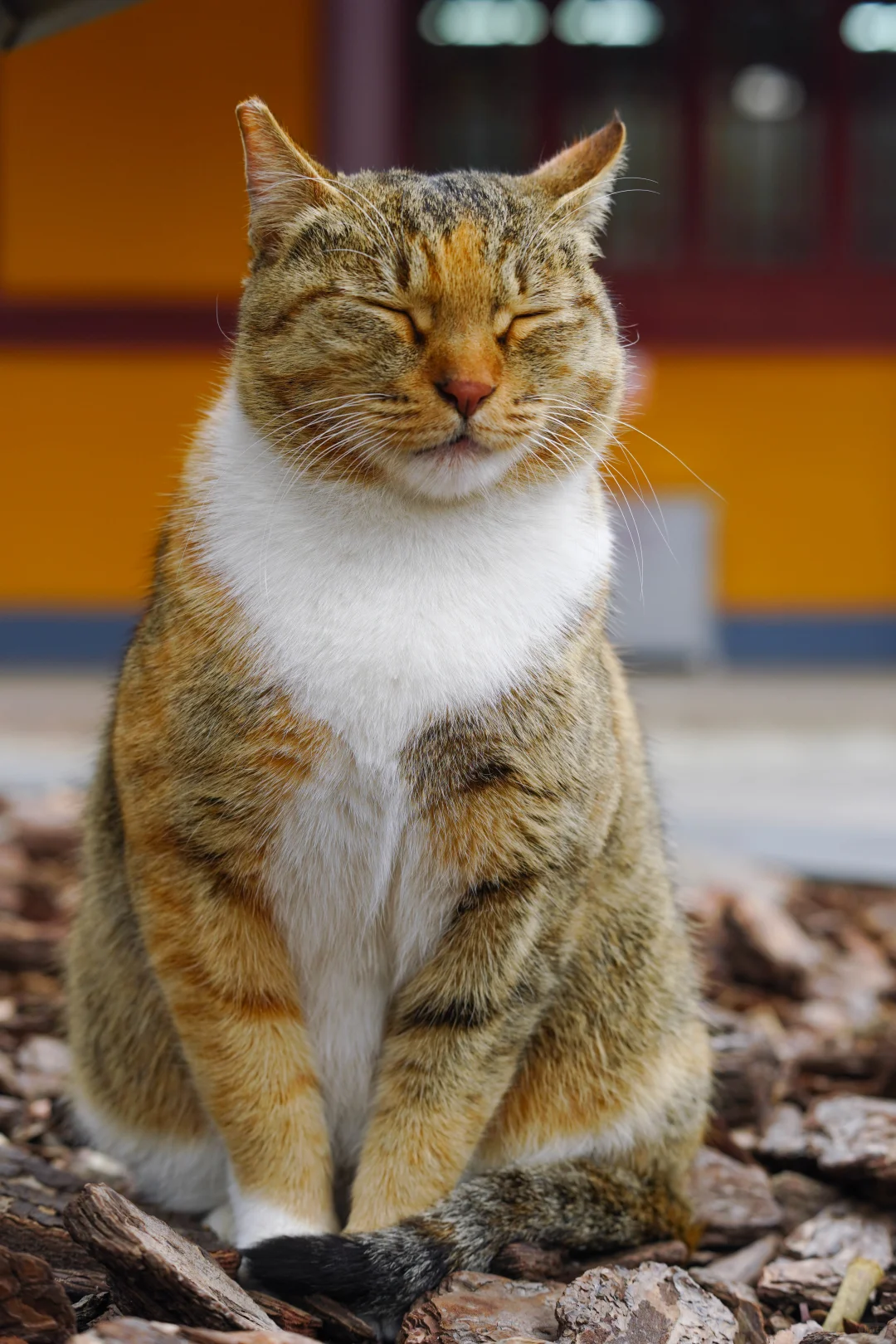 你有这么高清的小毛咪美照