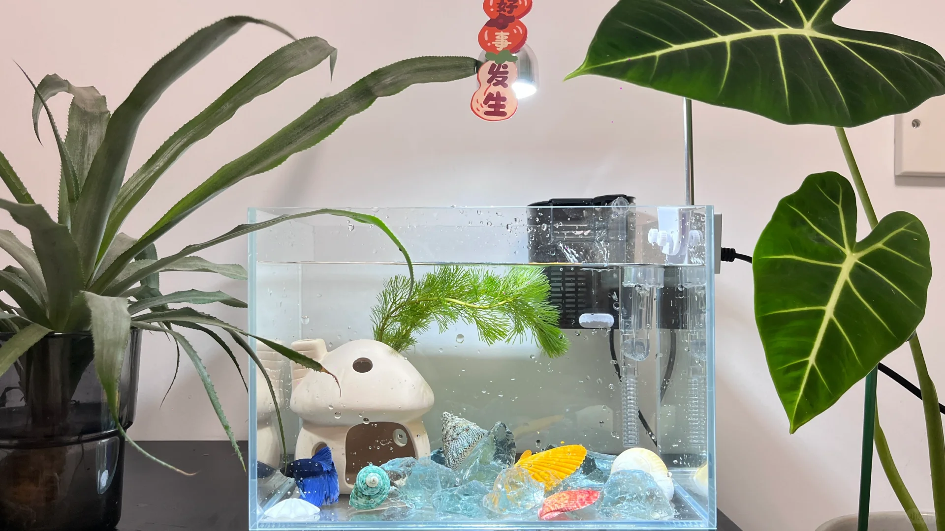 ??女生看过来！会展中心旁次卧招租啦✨