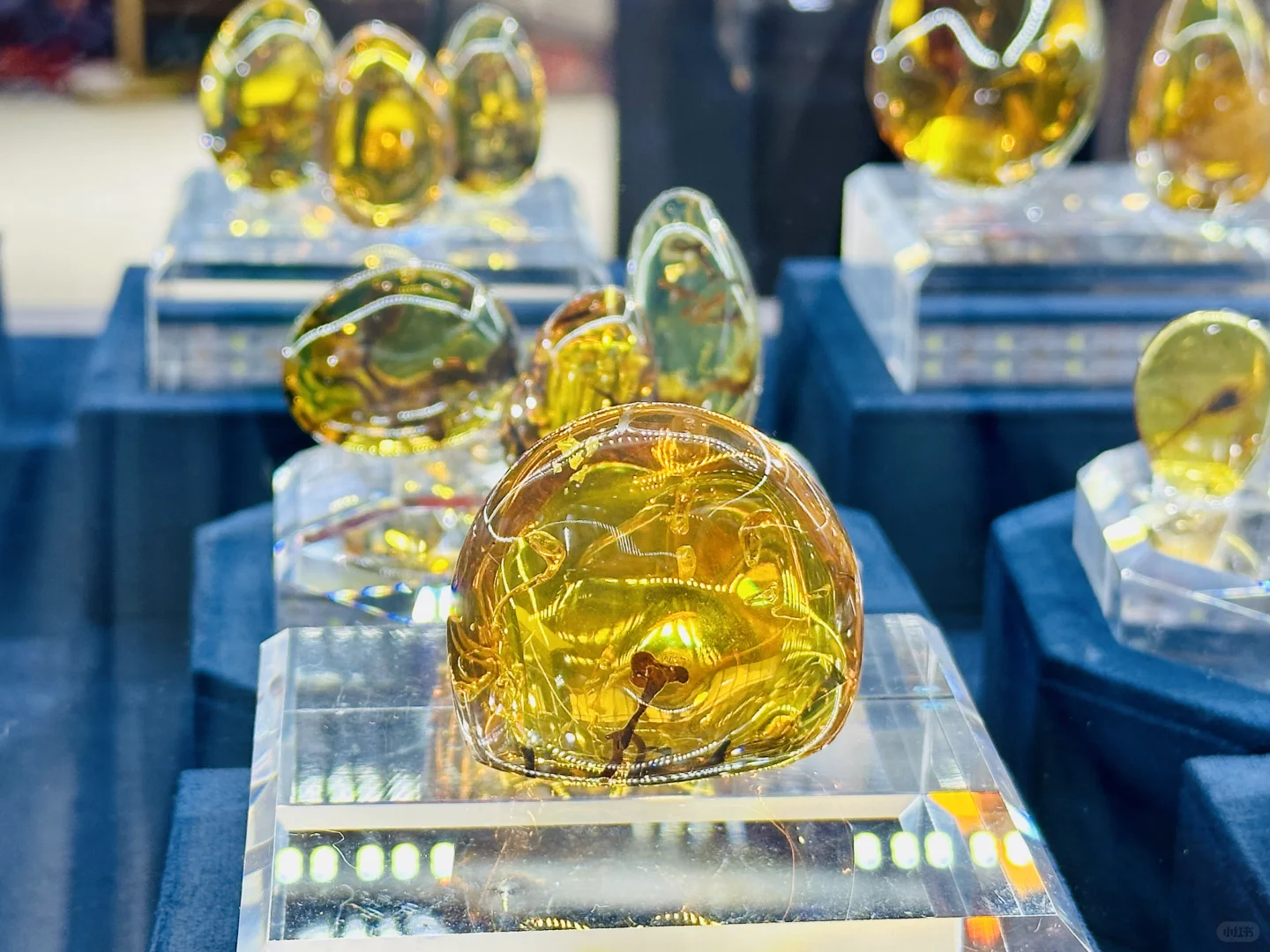 好逛爱逛进博会～