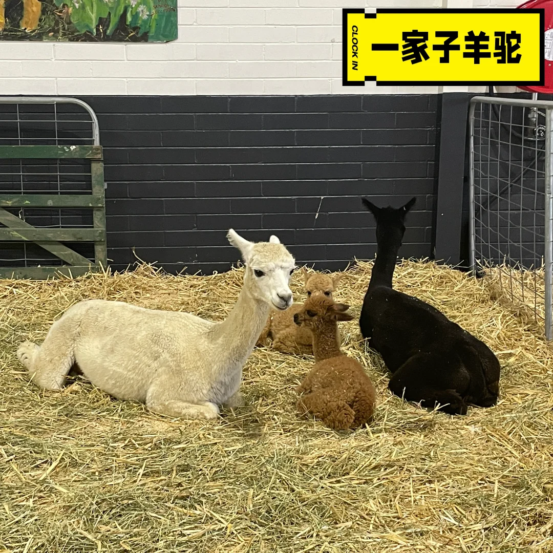 CBR|皇家展览会|10万人|2025