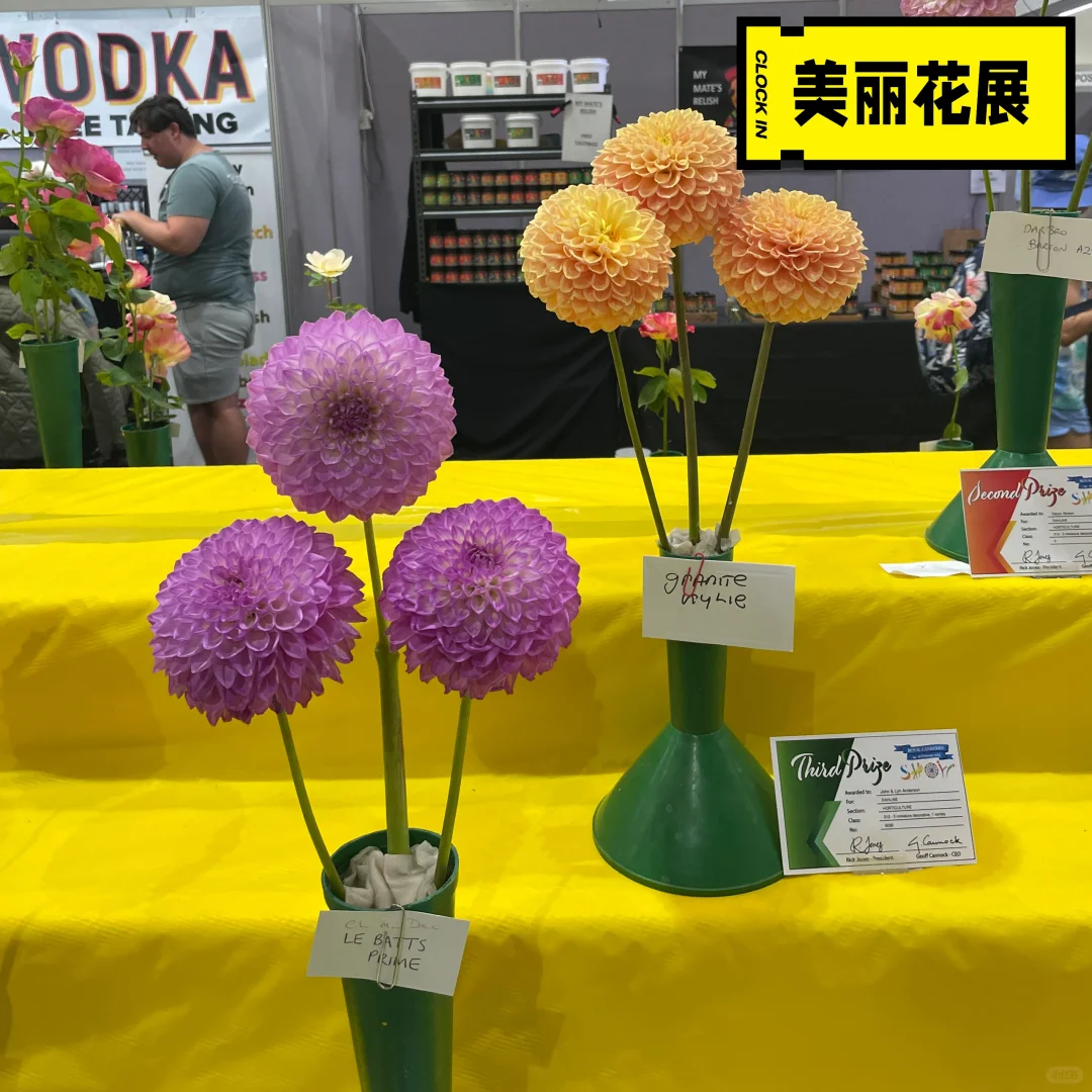 CBR|皇家展览会|10万人|2025