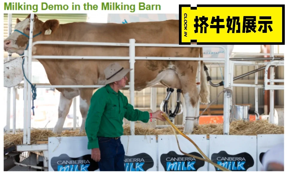 CBR|皇家展览会|10万人|2025