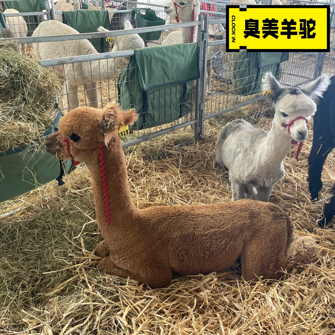 CBR|皇家展览会|10万人|2025