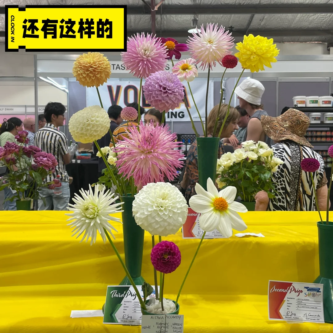 CBR|皇家展览会|10万人|2025