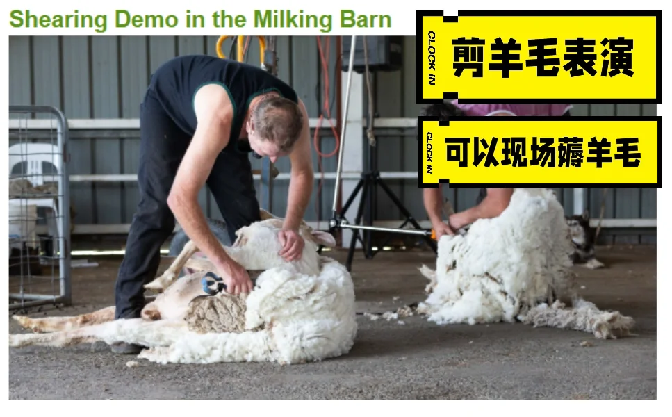 CBR|皇家展览会|10万人|2025