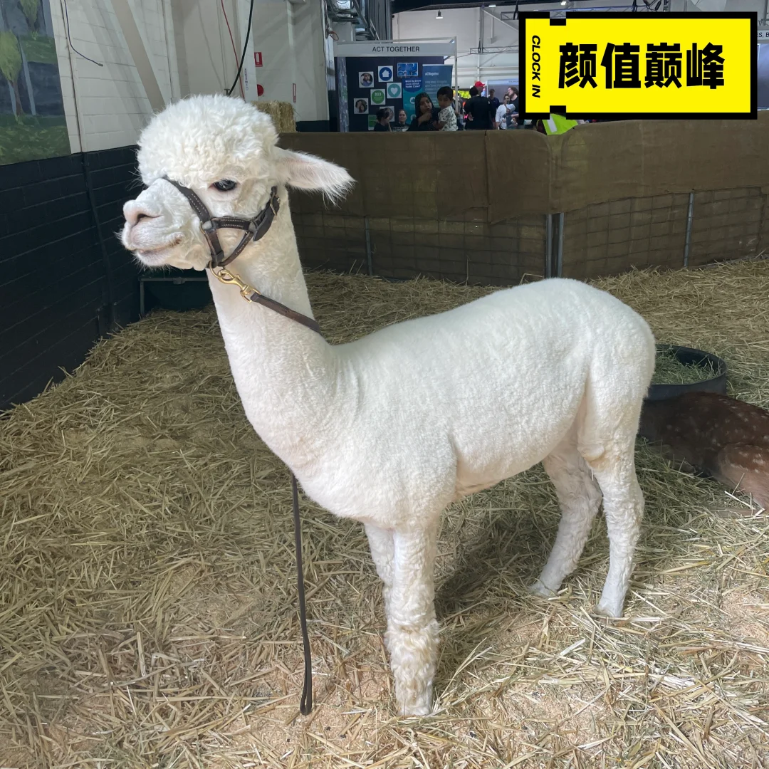 CBR|皇家展览会|10万人|2025