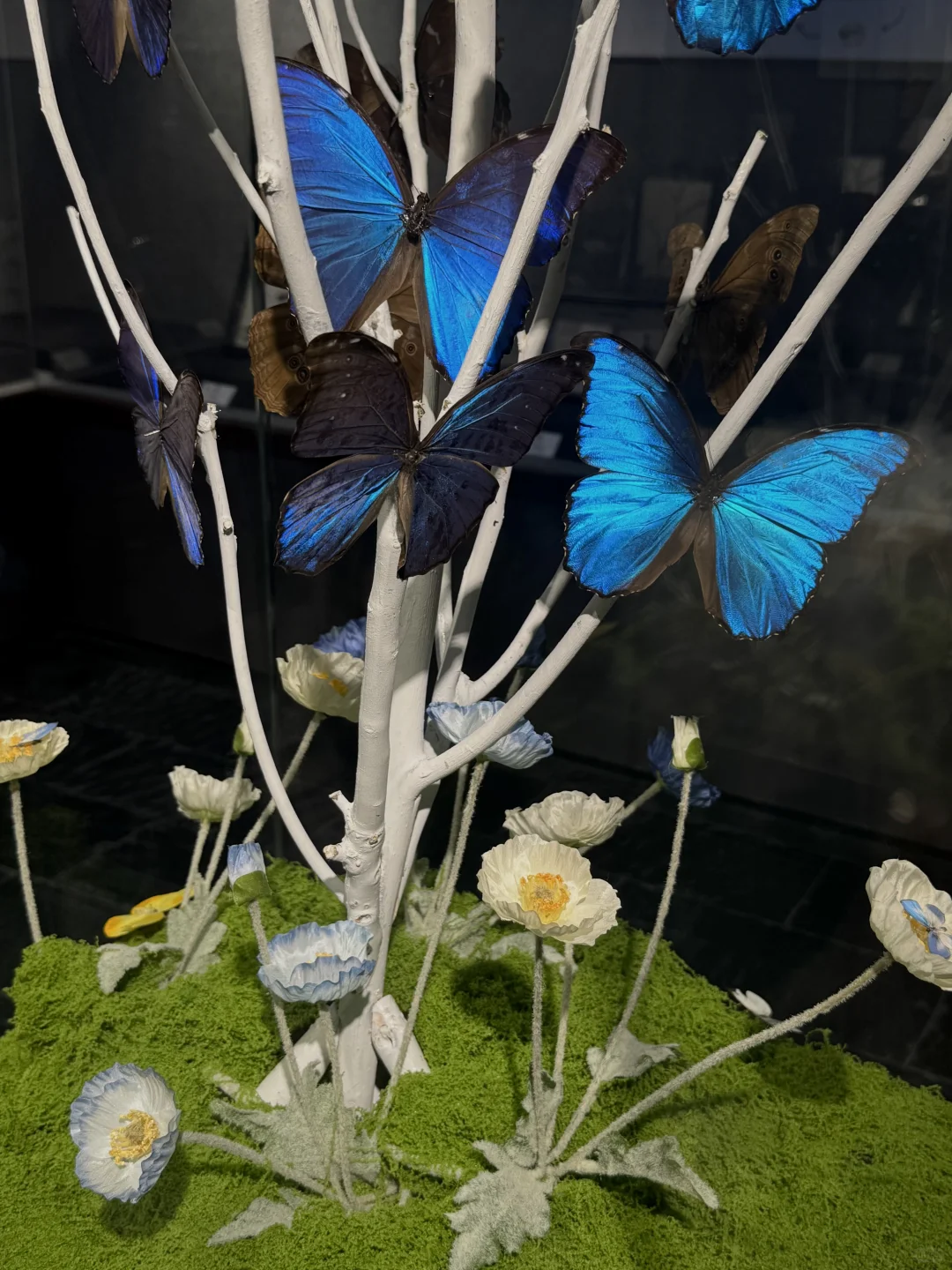 ?深圳蝴蝶展｜人少展美且不用预约