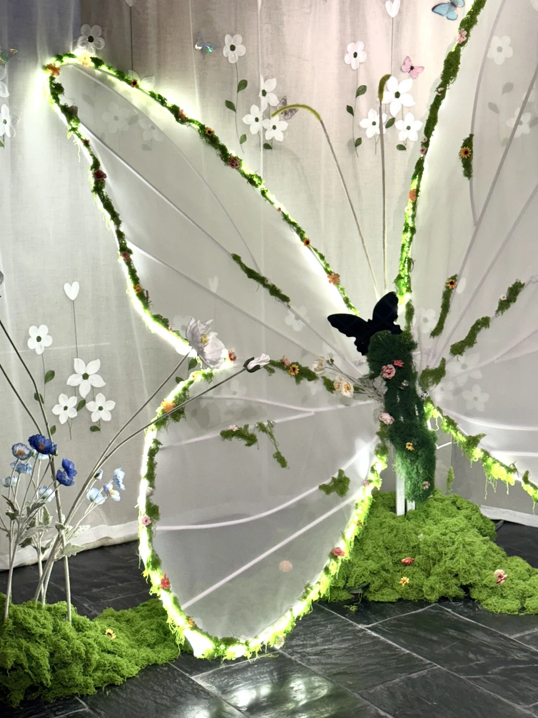 ?深圳蝴蝶展｜人少展美且不用预约