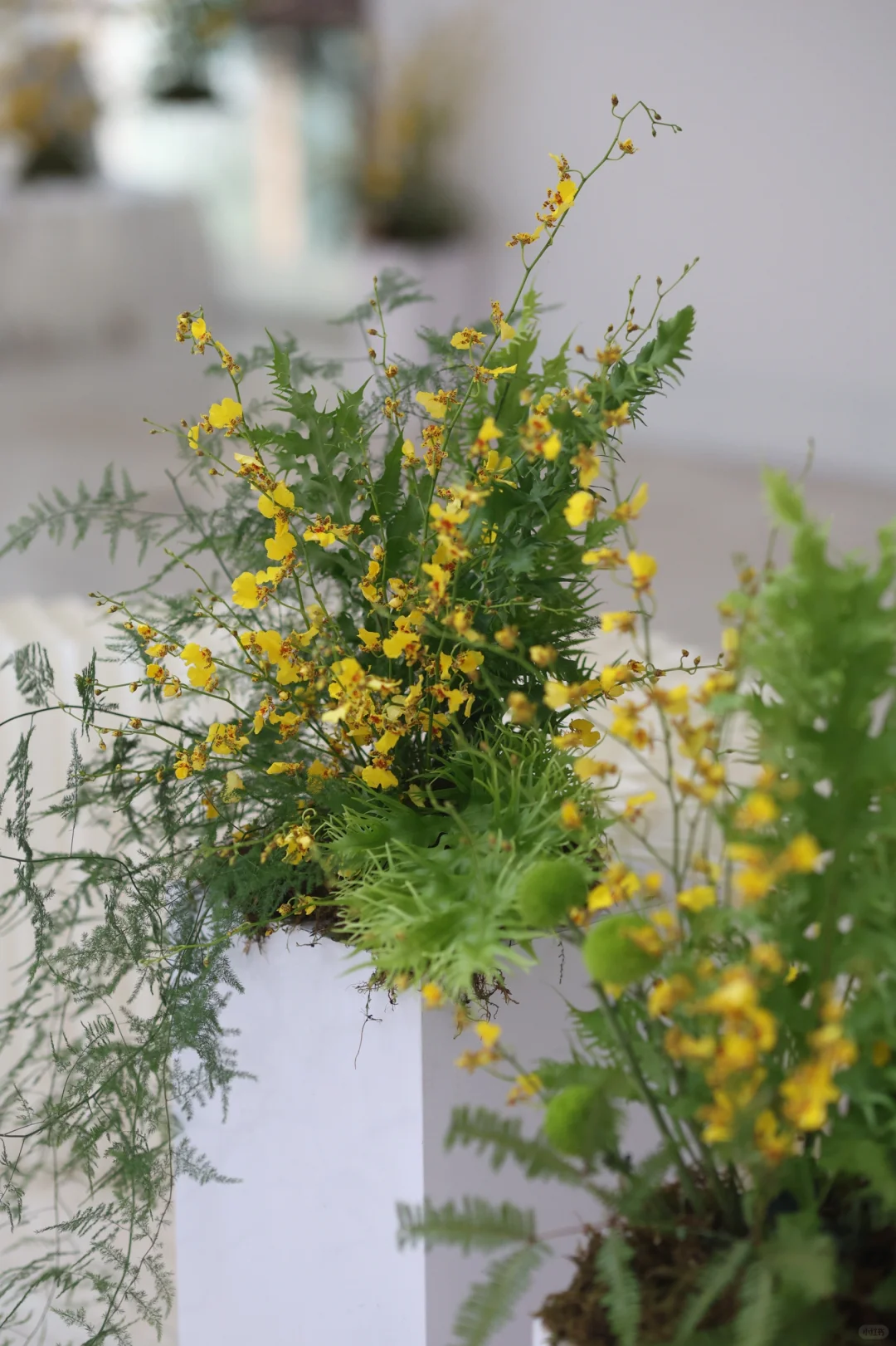 在三线小城做影展,那些好拍的绿色系场布