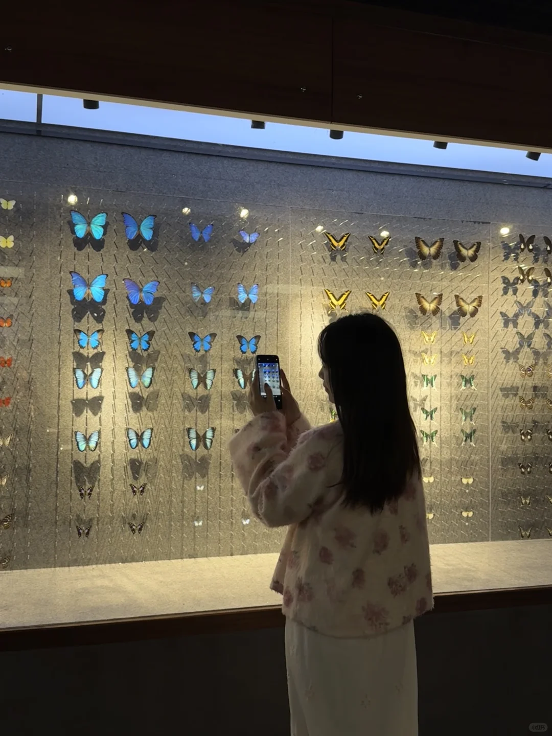 ?深圳蝴蝶展｜人少展美且不用预约