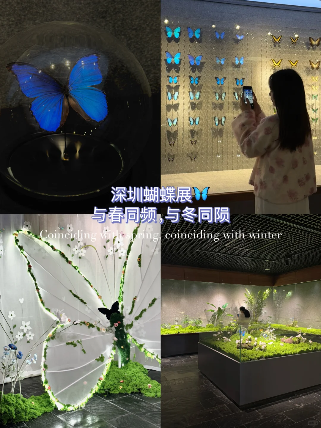 ?深圳蝴蝶展｜人少展美且不用预约