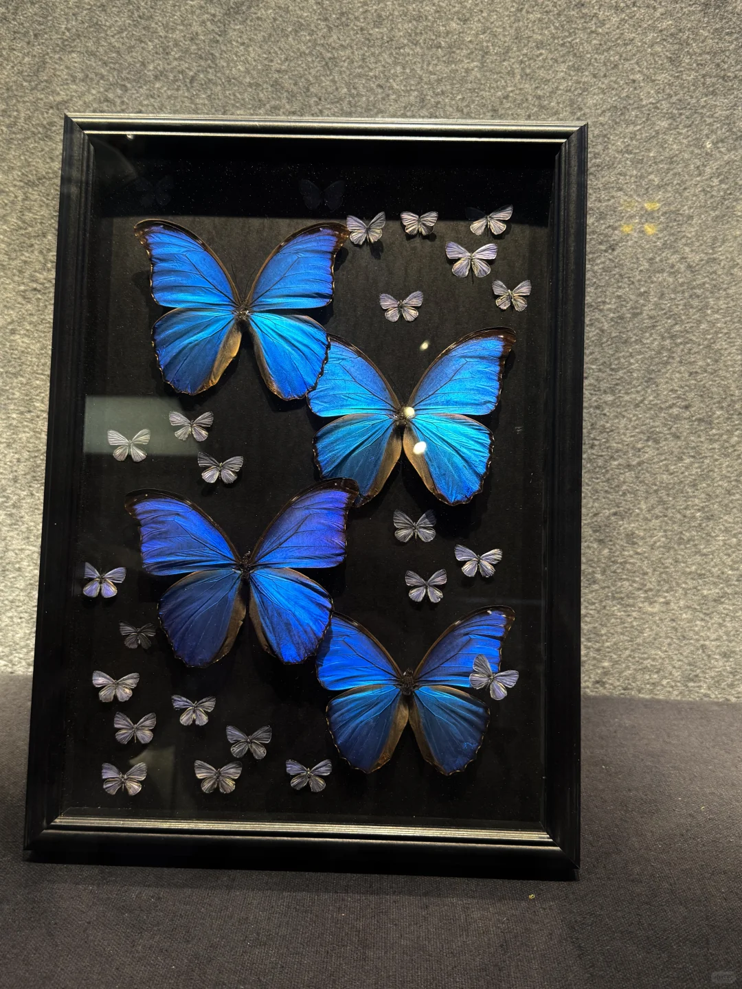 ?深圳蝴蝶展｜人少展美且不用预约