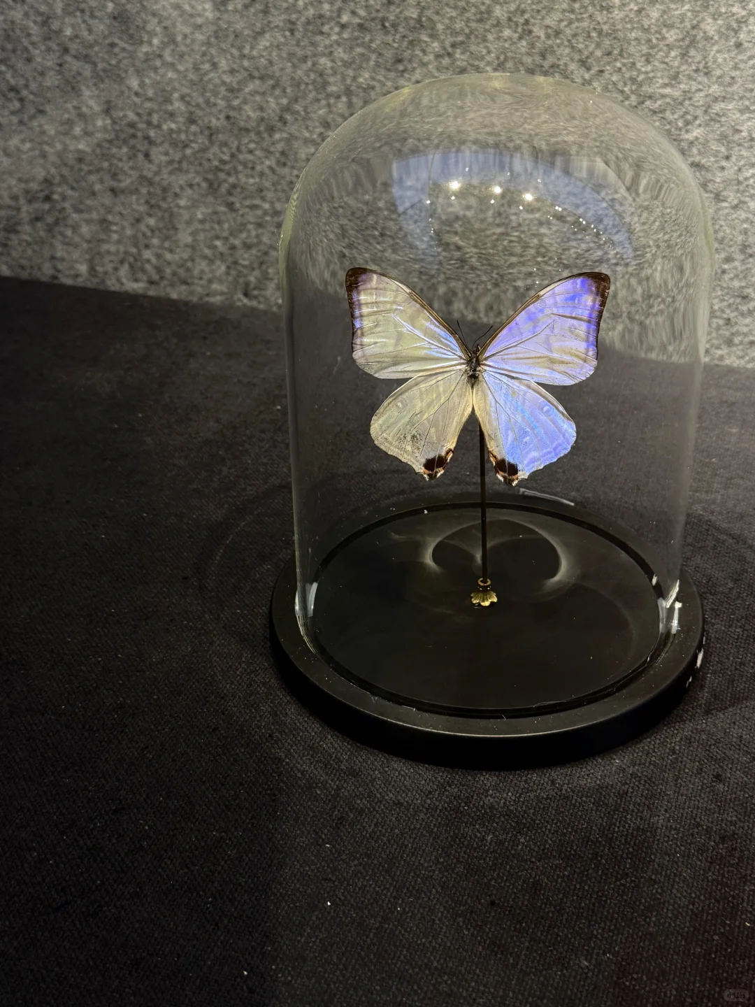 ?深圳蝴蝶展｜人少展美且不用预约