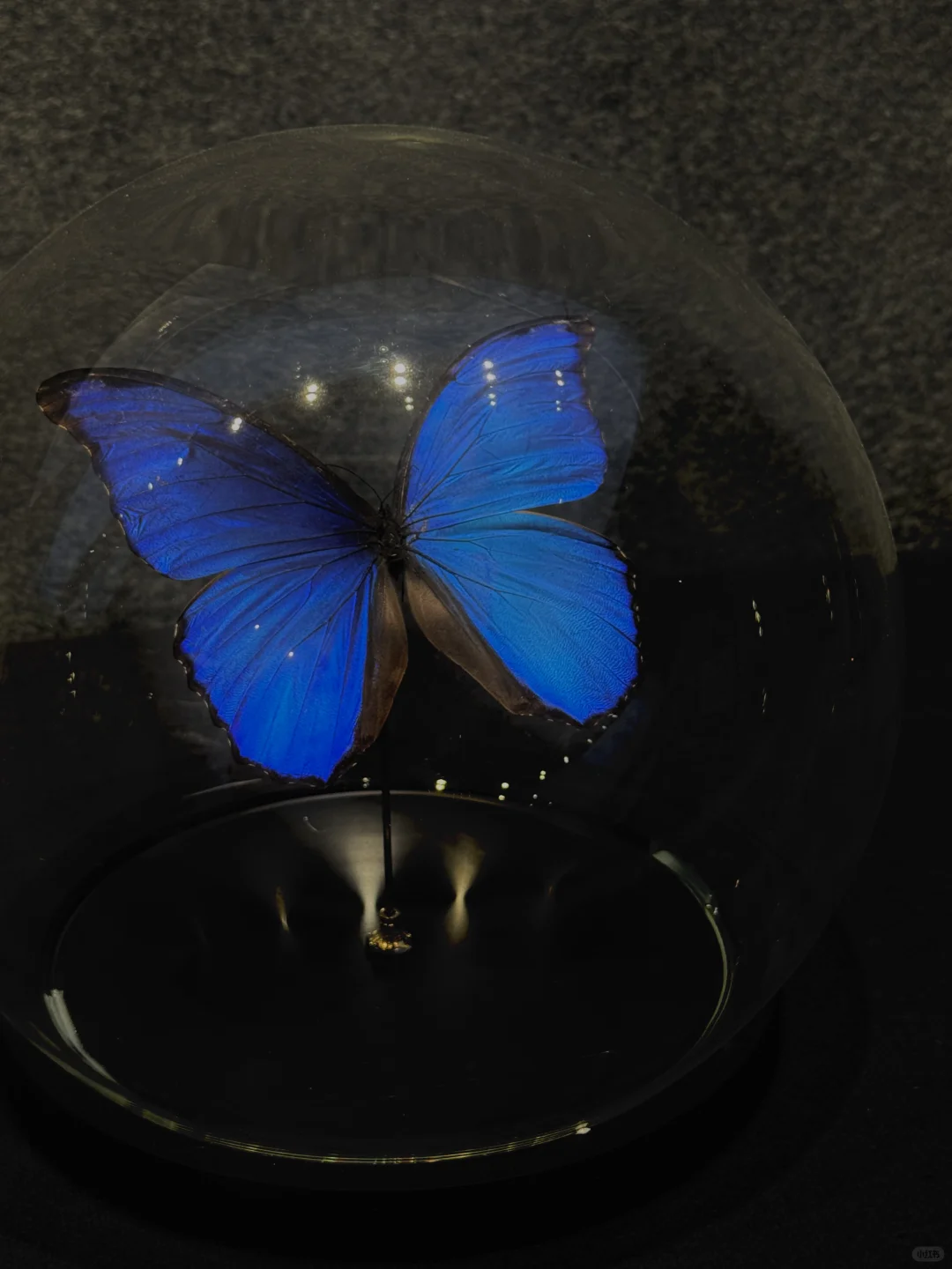 ?深圳蝴蝶展｜人少展美且不用预约