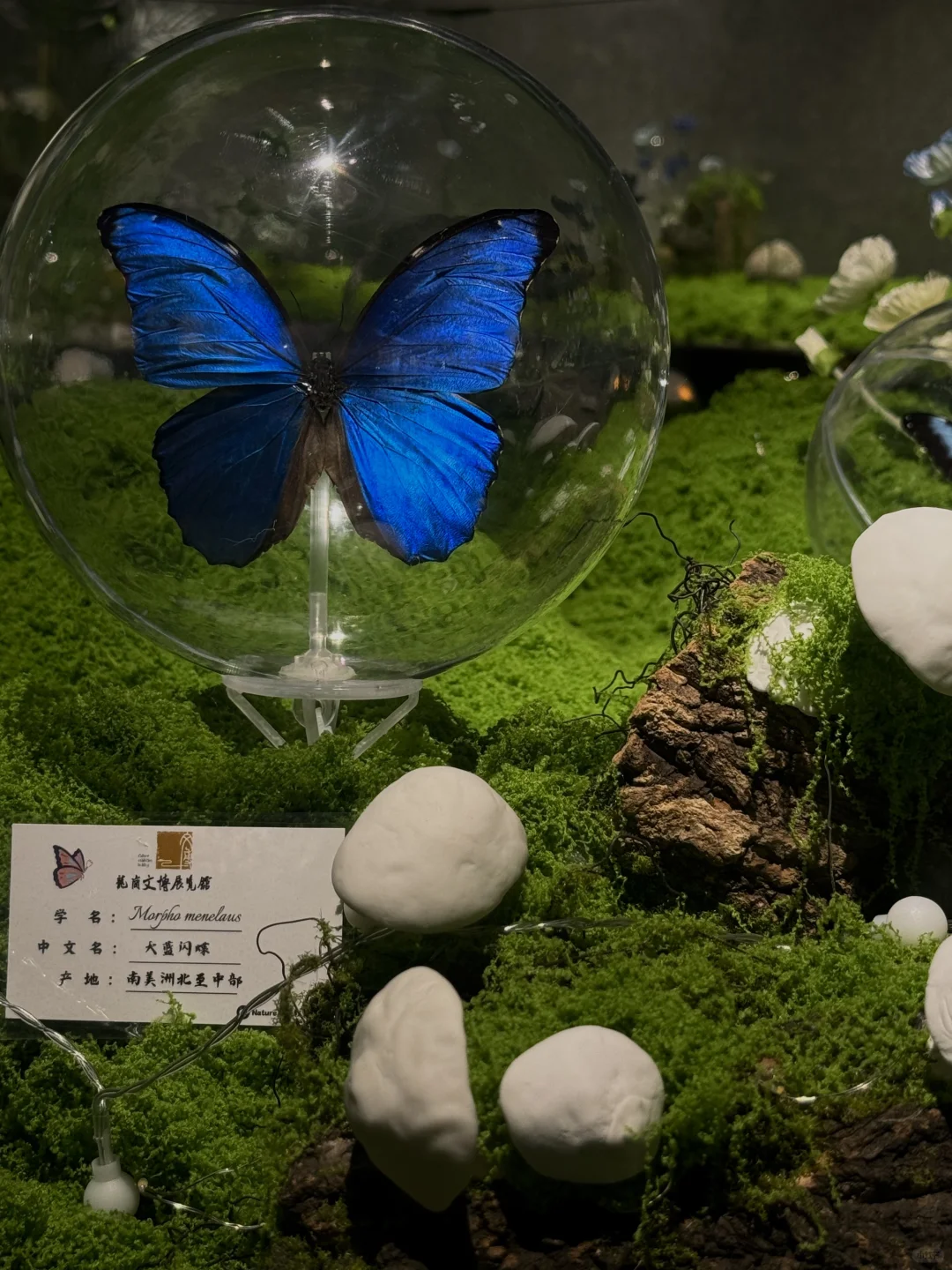 ?深圳蝴蝶展｜人少展美且不用预约