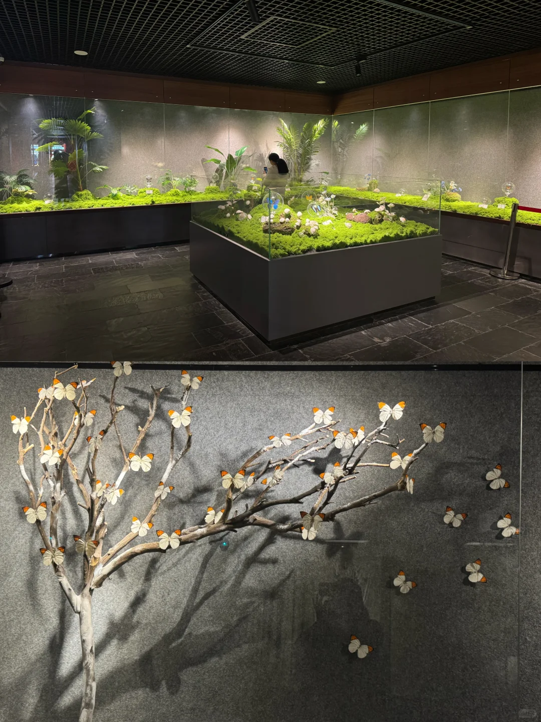 ?深圳蝴蝶展｜人少展美且不用预约