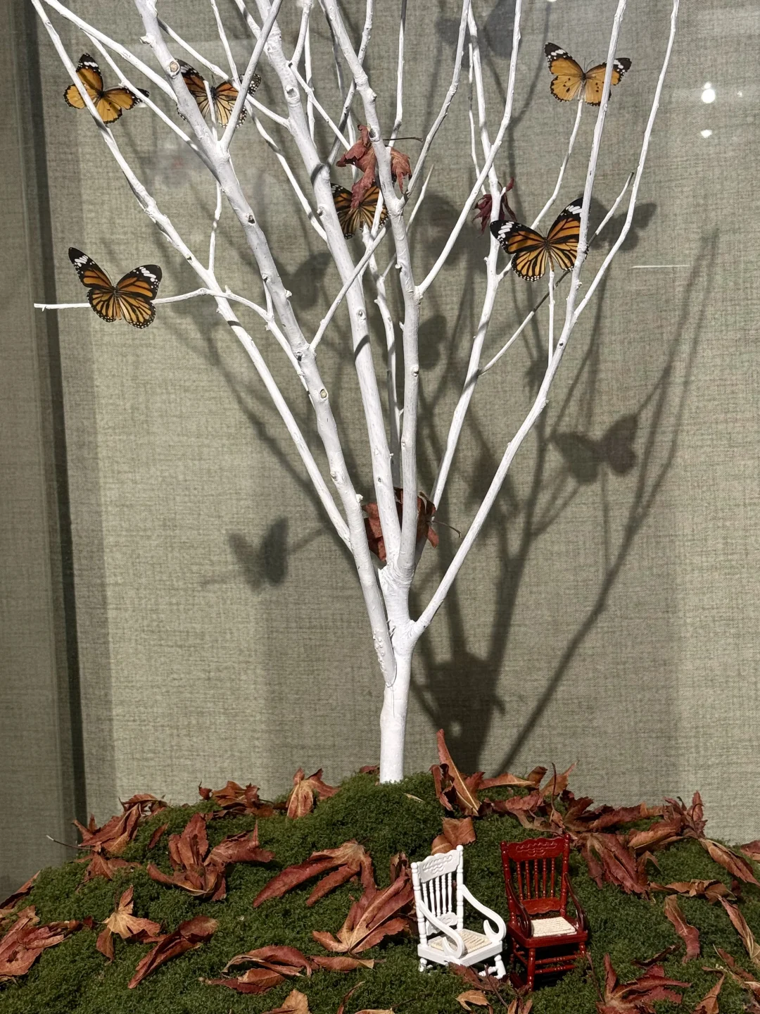 ?深圳蝴蝶展｜人少展美且不用预约