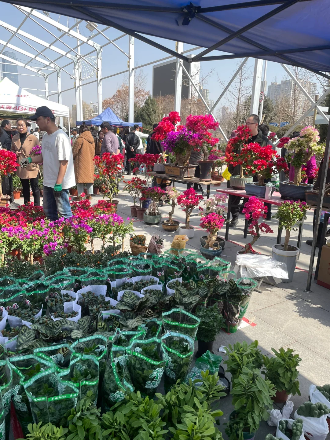 兰州花卉节