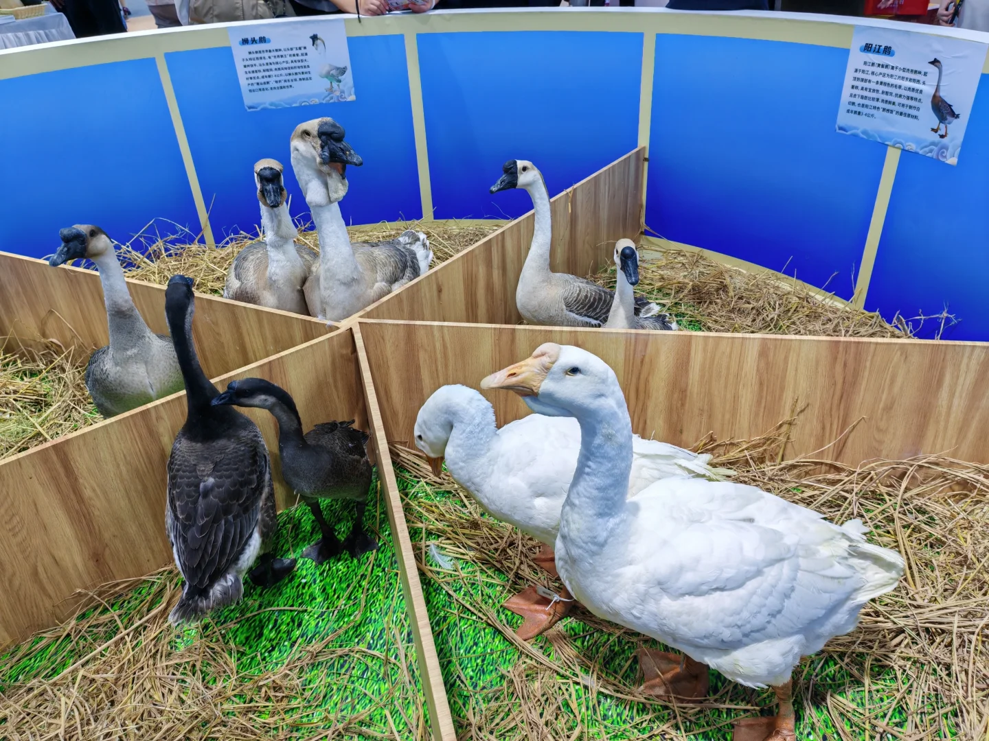 第二十一届中国国际农产品交易会，出名片