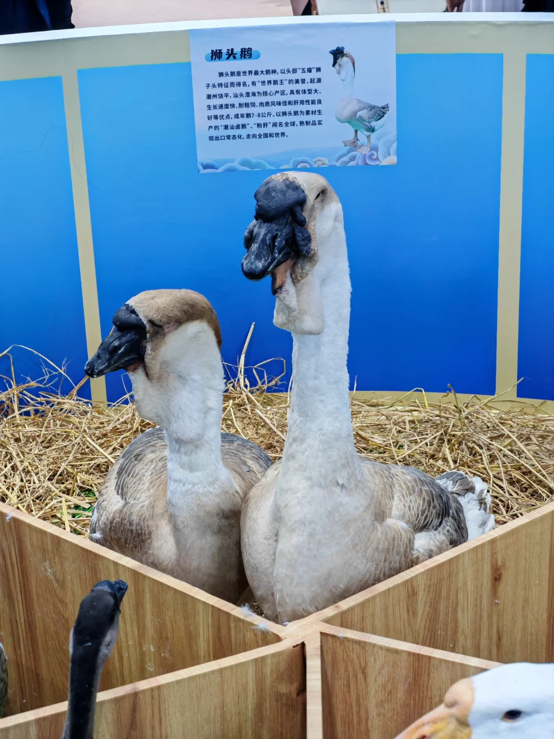 第二十一届中国国际农产品交易会，出名片